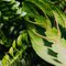 Prayer Plant